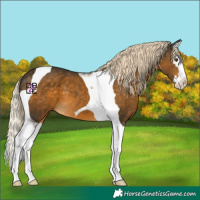Horse Color:Chocolate Palomino Mushroom Splash Tobiano 