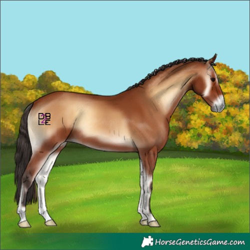 Horse Color:Bay Onyx 