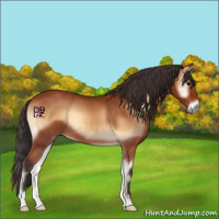 Horse Color:Bay Onyx 