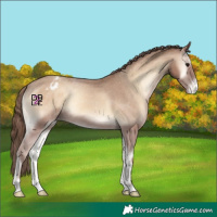 Horse Color:Classic Champagne Onyx Appaloosa 