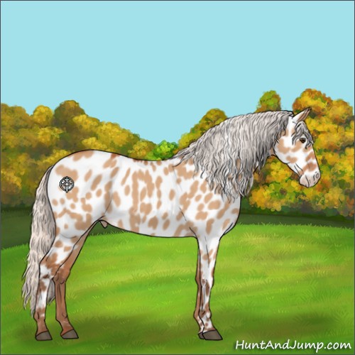 Horse Color:Silver Bay Roan Dun Appaloosa Rabicano 