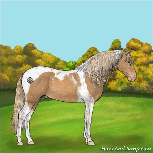 Horse Color:Chestnut Tobiano Appaloosa 