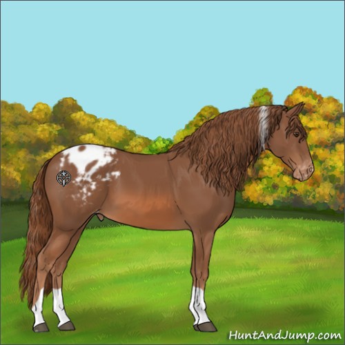 Horse Color:Chestnut Tobiano Appaloosa 