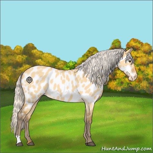 Horse Color:Silver Buckskin Dun Appaloosa 