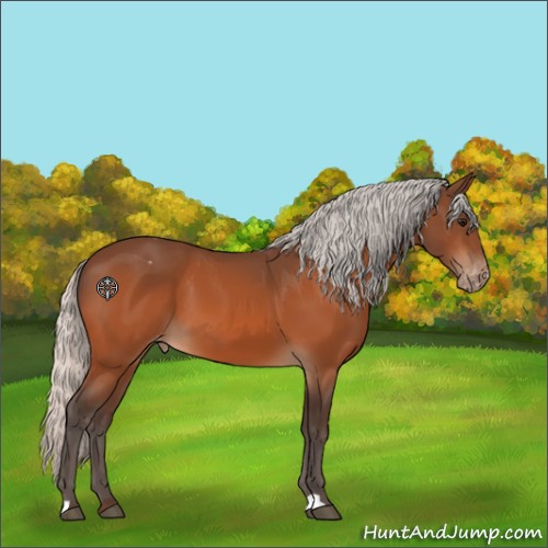 Horse Color:Silver Bay Appaloosa 