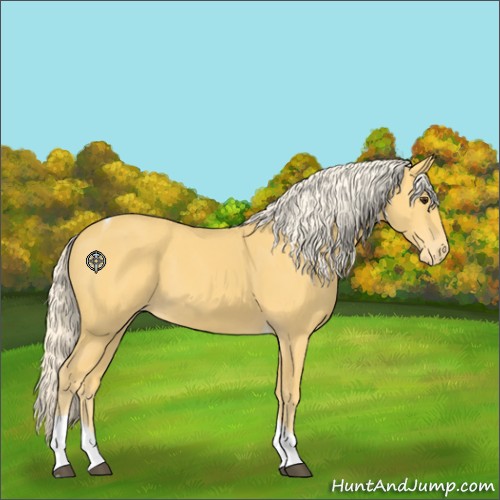 Horse Color:Palomino Tobiano Appaloosa 