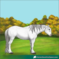 Horse Color:White Spotted Blue Roan Splash Frame Appaloosa 
