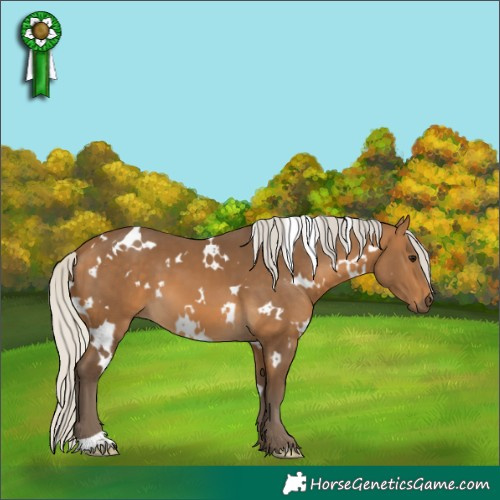 Horse Color:White Spotted Silver Buckskin 