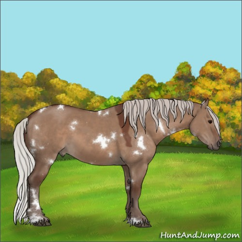 Horse Color:White Spotted Silver Grullo 