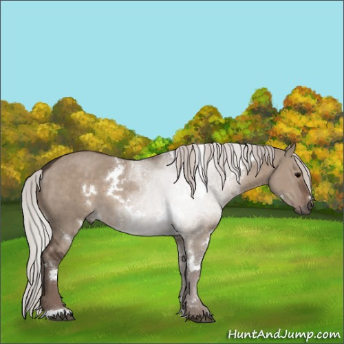 Horse Color:White Spotted Silver Grullo 