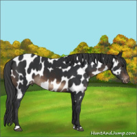 Horse Color:Brown Appaloosa