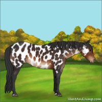 Horse Color:Brown Appaloosa