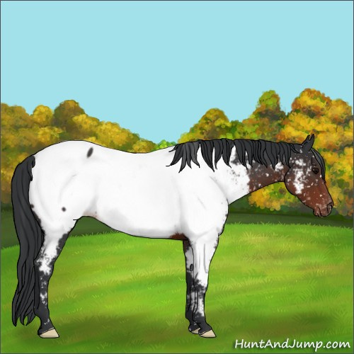 Horse Color:Brown Appaloosa