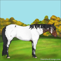 Horse Color:Brown Appaloosa