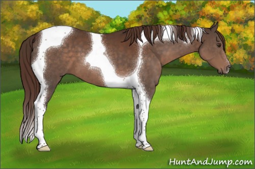Horse Color:Liver Chestnut Tobiano 