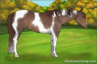Horse Color:Liver Chestnut Tobiano