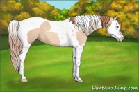 Horse Color:Gold Champagne Dun Splash Tobiano 