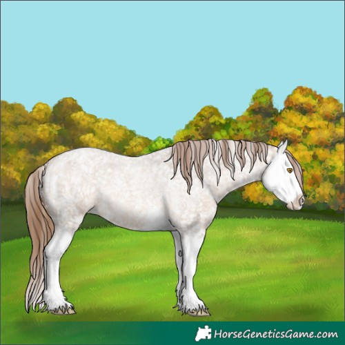 Horse Color:Bay Roan Dun Splash Appaloosa 
