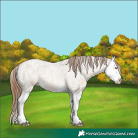 Horse Color:Bay Roan Dun Splash Appaloosa 