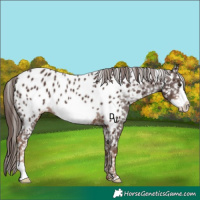 Horse Color:Liver Chestnut Frame Appaloosa
