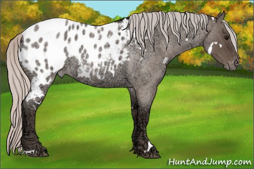 Horse Color:White Spotted Silver Grullo Ice Roan Appaloosa 