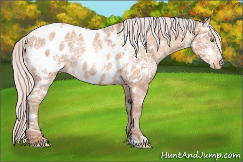 Horse Color:White Spotted Silver Amber Champagne Ice Roan Appaloosa Rabicano 