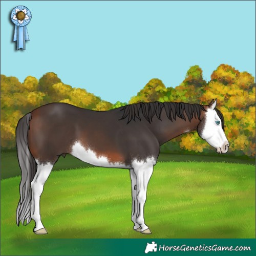 Horse Color:White Spotted Bay Splash 