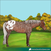 Horse Color:Silver Brown Roan Appaloosa Rabicano 