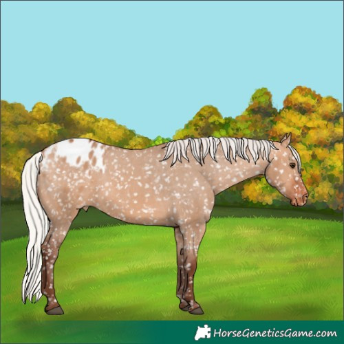 Horse Color:Silver Bay Dun Appaloosa 