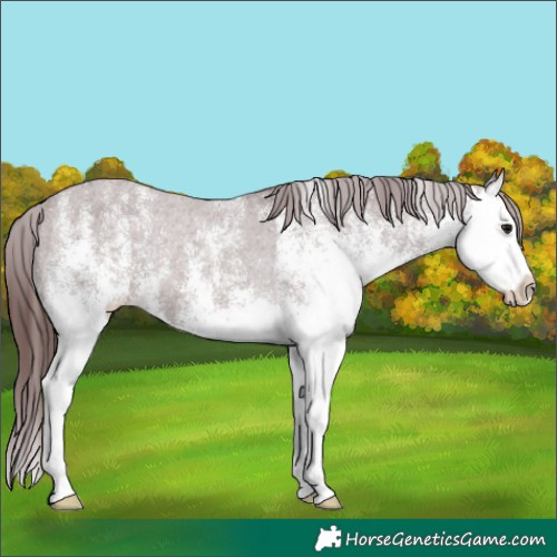 Horse Color:White Spotted Chocolate Brown Splash Varnish Rabicano