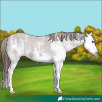 Horse Color:White Spotted Chocolate Brown Splash Varnish Rabicano 
