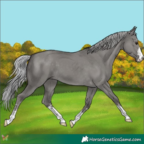 Horse Color:Platinum Silver Smoky Grullo 