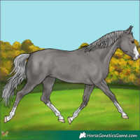 Horse Color:Platinum Silver Smoky Grullo 