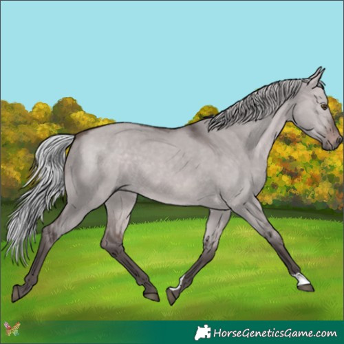Horse Color:Platinum Silver Brown Dun 