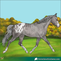 Horse Color:Platinum Silver Brown Dun Appaloosa 