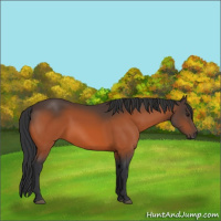 Horse Color:Brown 