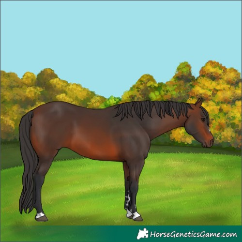 Horse Color:Brown 