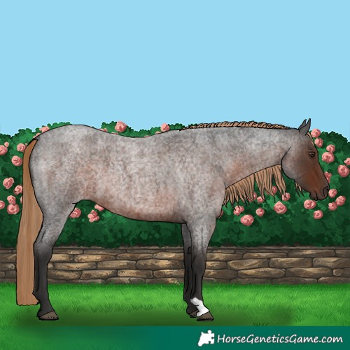 Horse Color:Liver Red Roan 
