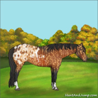 Horse Color:Buckskin  and Bay 