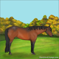 Horse Color:Brown 