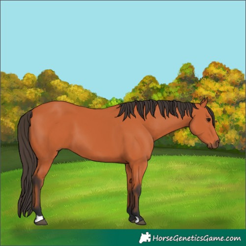 Horse Color:Bay 