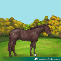 Horse Color:Platinum Chocolate Smoky Black Rabicano 