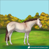 Horse Color:Chocolate Sable Champagne Onyx 