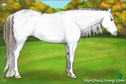 Horse Color:Liver Chestnut Sabino Splash 
