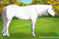 Horse Color:Liver Chestnut Sabino Splash