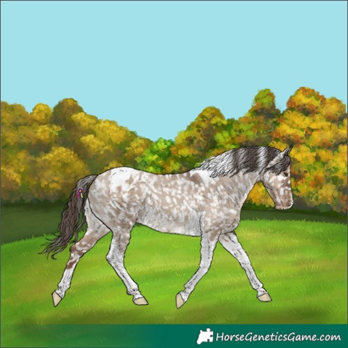 Horse Color:Liver Red Dun Tobiano Appaloosa 