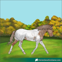 Horse Color:Red Dun Tobiano Snowcap 
