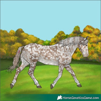 Horse Color:Liver Red Dun Tobiano Snowflake Varnish