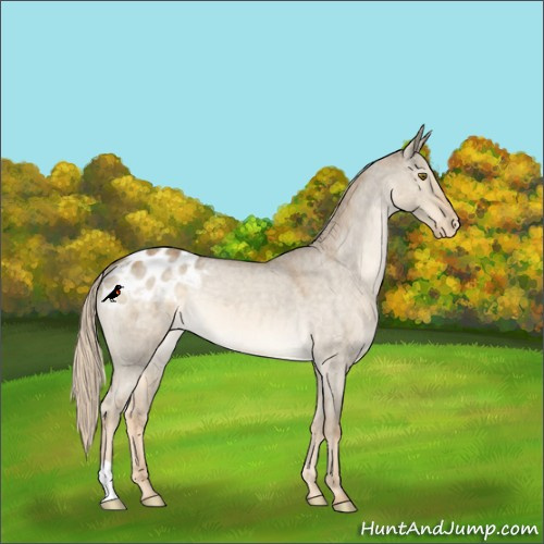 Horse Color:Chocolate Palomino Roan Dun Mushroom Appaloosa 