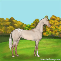 Horse Color:Red Dun Mushroom Appaloosa 